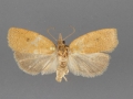 3729 Sparganothoides machimiana male