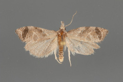3821-Phtheochroa-perspicuana-male