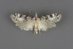 4710-Scoparia-normalis-male-iii-157