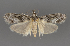 4730-Eudonia-spenceri-female