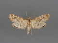 4782 Petrophila cronialis male