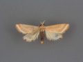 4796 Microtheoris ophionalis male