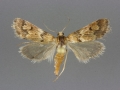 4830 Noctueliopsis brunnealis male