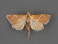 4866-Abegesta-reluctalis-male