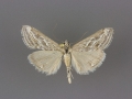 4906 Evergestis vinctalis male