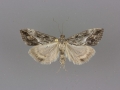 4909 Evergestis funalis female