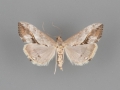 4914 Evergestis triangulalis female