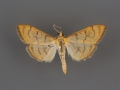 4959 Anania labeculalis male