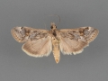 5000 Loxostege allectalis male (II-45)