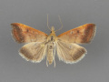 5076-Pyrausta-antisocialis-female