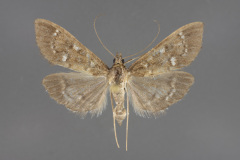 5137-Mecyna-mustelinalis-female-iii-173