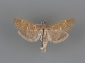 5137 Mecyna mustelinalis male