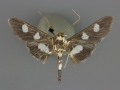 5160 Desmia maculalis male ventral