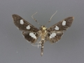 5160 Desmia maculalis male