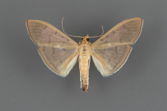 5215-Condylorrhiza-vestigialis-male