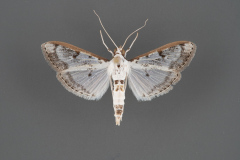 5220-Palpita-atrisquamalis-male-iii-31