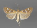 5256 Diastictis fracturalis female