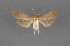 5272-Herpetogramma-bipunctalis-iii-79