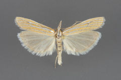 5338-Eufernaldia-cadarellus-male