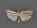 5373Crambus cyrilellus male