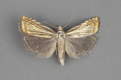 5391-Chrysoteuchia-topiarius-male-iii-101