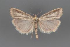 5403-Agriphila-vulgivagellus-male