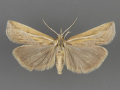 5439 Thaumatopsis pexellus-male