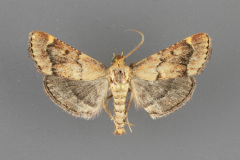 5528 Hypsopygia cohortalis male ii-139