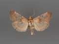 5580 Cacozelia basiochrealis male