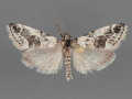 5593-Tallula-baboquivarialis-male-second-specimen