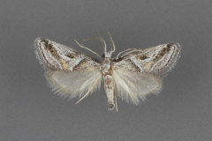5650-Decaturia-pectinalis-male-ii-189