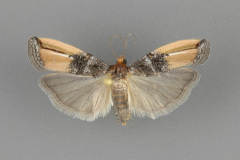 5730 Dasypyga alternosquamella-male-ii-141