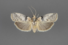 5785.1-Meroptera-anaimella-male-iii-43