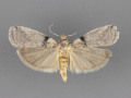 5785.1-Meroptera-anaimella-male
