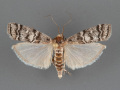 5850-Dioryctria-ponderosae-male