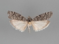 5862 Dioryctria gulosella male