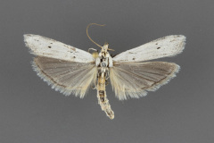 5939-Homoeosoma-illuviella
