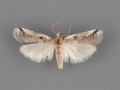 5960 Rostrolaetilia nigromaculella male