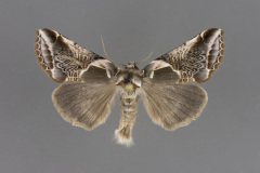 6235-Habrosyne-a-male-iv-19