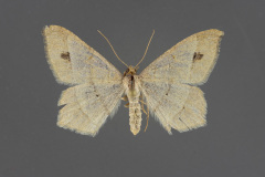 6333-Psamatodes-everiata-female-dorsal-iii-151