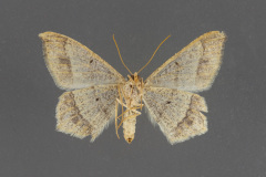 6333-Psamatodes-everiata-ventral-side-iii-157