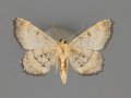 6338.1 Macaria ponderosae male ventral