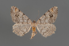6344-Macaria-signaria