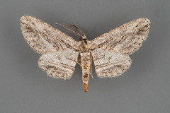 6461-Stenoporpia-dissonaria-male-iii-141