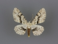 6462 Stenoporpia anastomosaria male