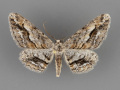 6465-Stenoporpia-vernata-male-ii-103