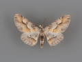 6470 Stenoporpia macdunnoughi male