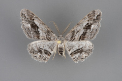 6465-Stenoporpia vernata-male-iii-145