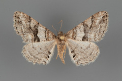 6613-Prionomelia-spododea-female