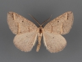 6682 Drepanulatrix unicalcararia male